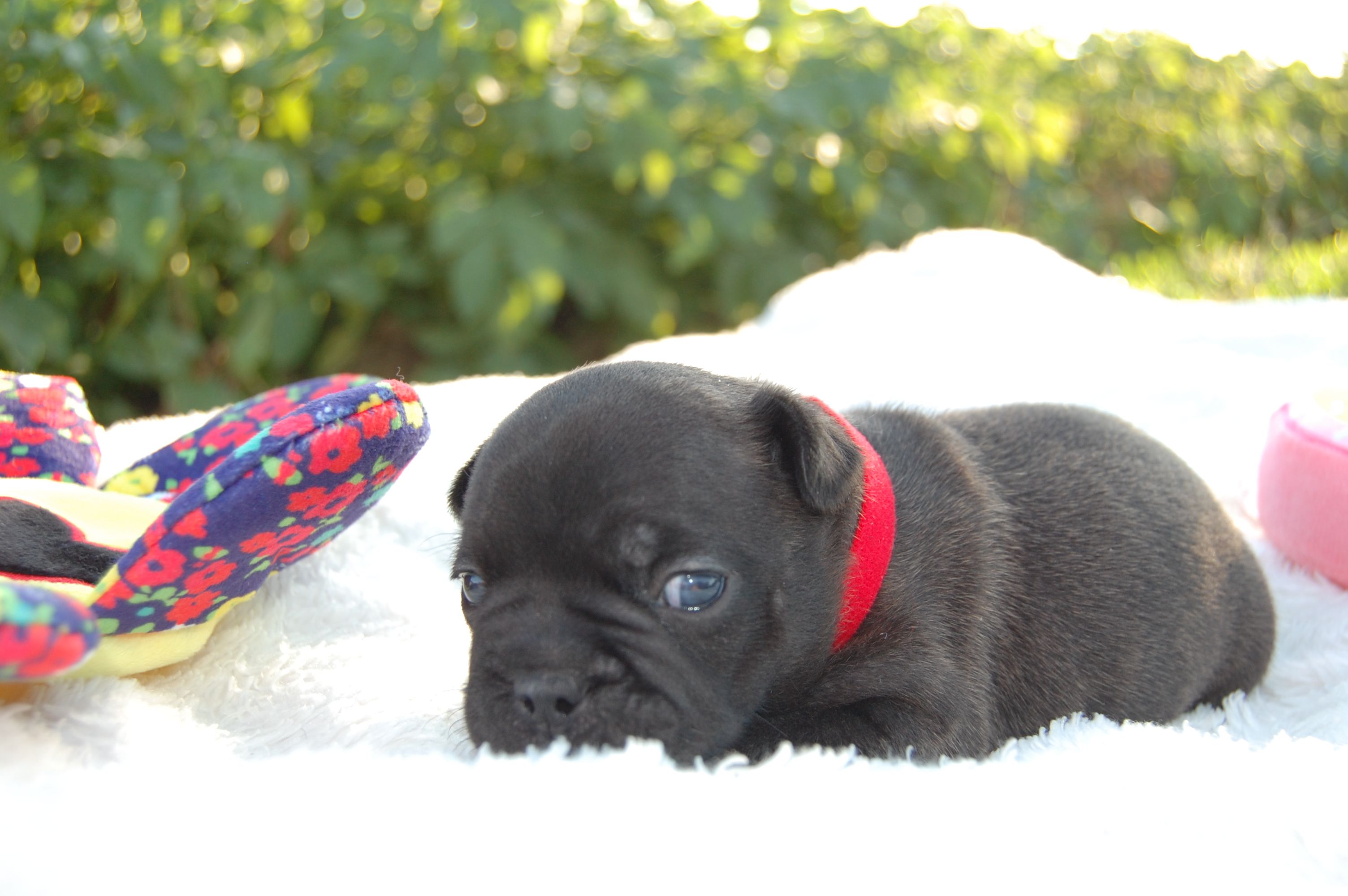 <svg class='red'></svg> <b>Mini Minnie</b> <svg class='red'></svg>